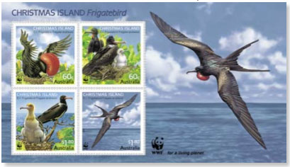 Christmas Island Frigate Bird