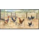 Australia: Australian Poultry Miniature Sheet